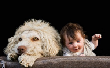 <b>Introducing Your Dog to the new Baby</b>
